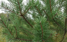 Load image into Gallery viewer, Scotch Pine Bundle of 25 Seedlings