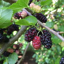 Load image into Gallery viewer, Red Mulberry Tree: Bundle of 5