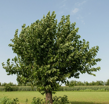 Load image into Gallery viewer, Red Mulberry Tree: Bundle of 5