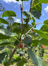 Load image into Gallery viewer, Red Mulberry Tree: Bundle of 5
