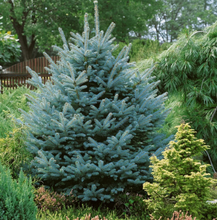 Load image into Gallery viewer, Colorado Blue Spruce Bundle of 25 seedlings