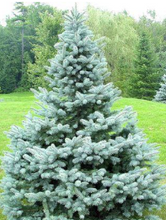 Load image into Gallery viewer, Colorado Blue Spruce Bundle of 25 seedlings
