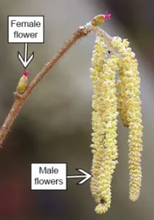 Load image into Gallery viewer, American Hazelnut Tree: Bundle of 5