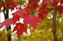 Load image into Gallery viewer, Red maple, bundle of five seedlings