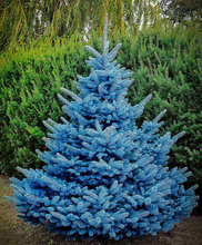 Load image into Gallery viewer, Blue Spruce: Bundle of 25