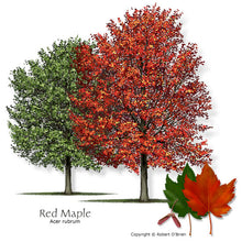 Load image into Gallery viewer, Red Maple: Bundle of 5