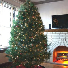 Load image into Gallery viewer, Scotch Pine Bundle of 25 Seedlings