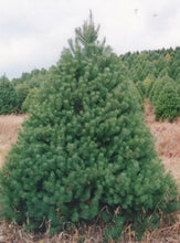 Load image into Gallery viewer, Scotch Pine Bundle of 25 Seedlings