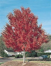 Load image into Gallery viewer, Red Maple: Bundle of 5