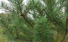 Load image into Gallery viewer, Scotch Pine Bundle of 25 Seedlings
