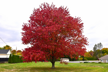 Load image into Gallery viewer, Red Maple: Bundle of 5
