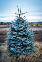 Load image into Gallery viewer, Blue Spruce: Bundle of 25
