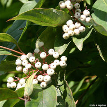 Load image into Gallery viewer, Gray dogwood bundle of 5 seedlings
