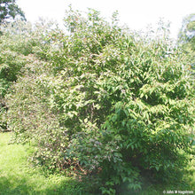 Load image into Gallery viewer, Gray dogwood bundle of 5 seedlings
