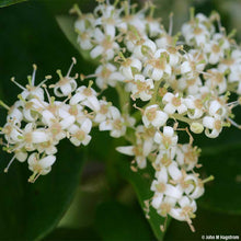 Load image into Gallery viewer, Gray dogwood bundle of 5 seedlings
