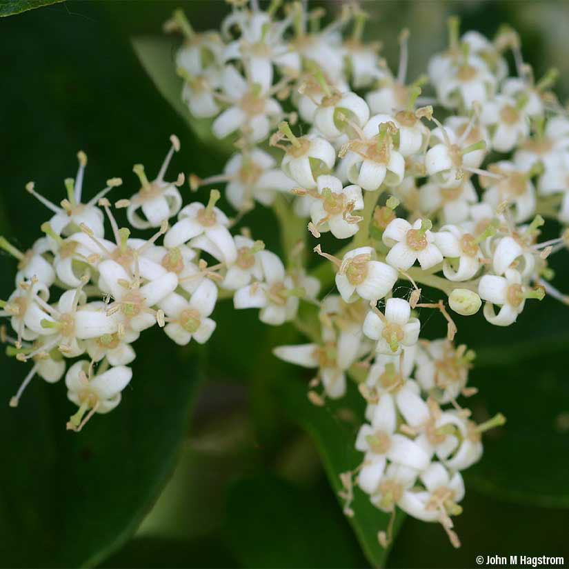 Gray dogwood bundle of 5 seedlings