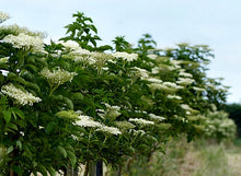 Load image into Gallery viewer, Black Elderberry Bush: Bundle of 5
