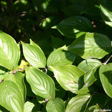 Load image into Gallery viewer, Gray dogwood bundle of 5 seedlings
