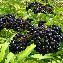 Load image into Gallery viewer, Black Elderberry Bush: Bundle of 5
