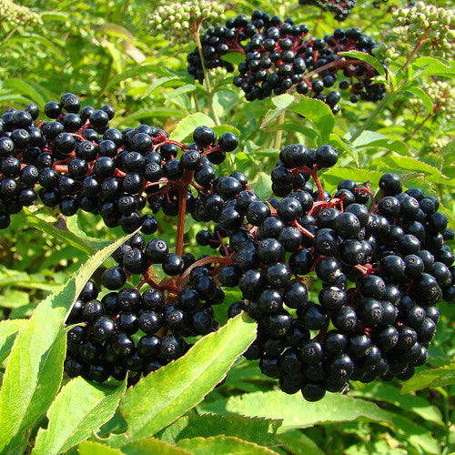 Black Elderberry Bush: Bundle of 5