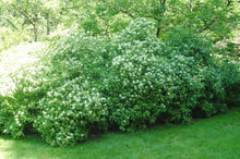 Load image into Gallery viewer, Gray dogwood bundle of 5 seedlings
