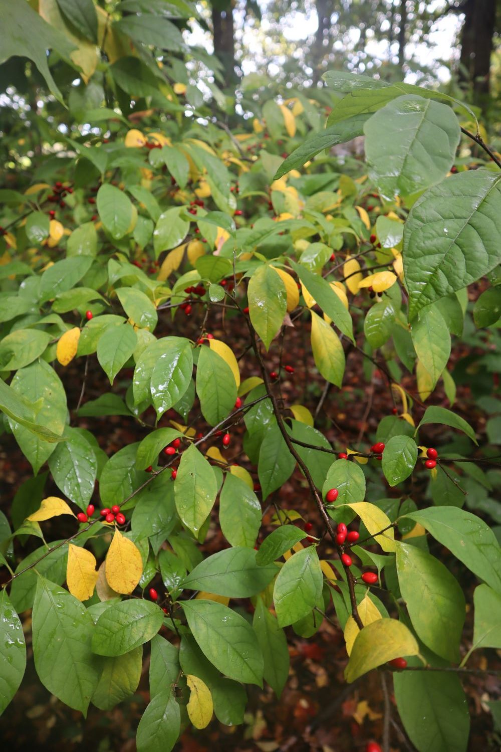 Spicebush bundle of 5 seedlings