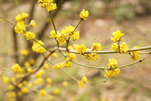 Load image into Gallery viewer, Spicebush bundle of 5 seedlings
