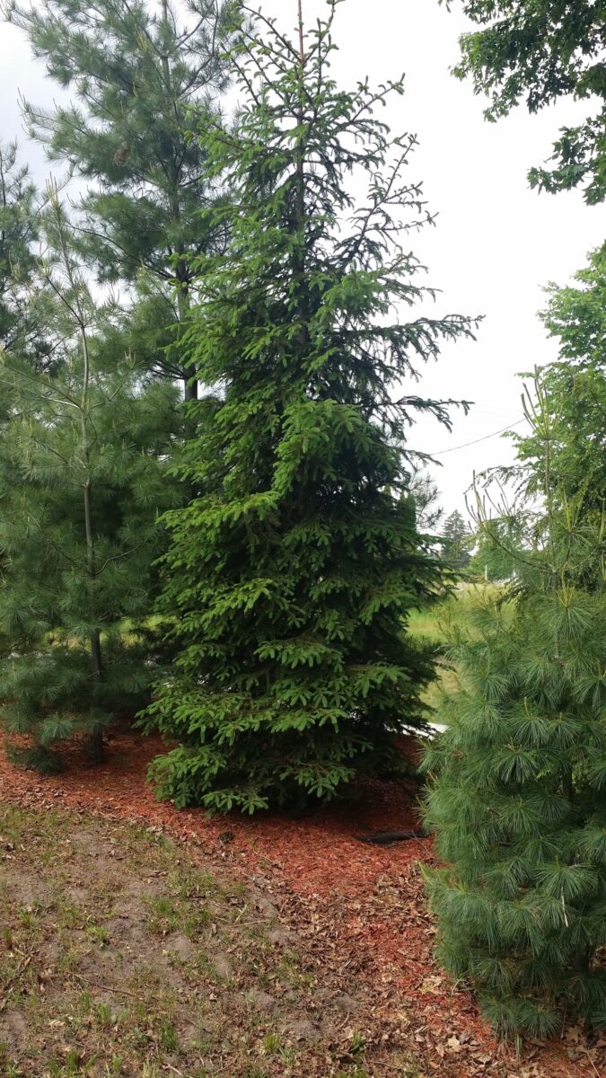 White Spruce: Bundle of 25