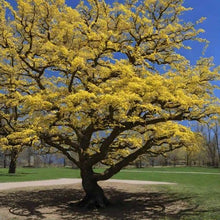 Load image into Gallery viewer, Witch Hazel: Bundle of 5 Seedlings
