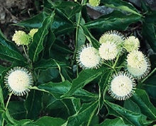 Load image into Gallery viewer, Buttonbush bundle of 5 seedlings
