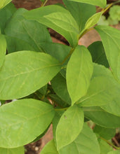 Load image into Gallery viewer, Spicebush bundle of 5 seedlings
